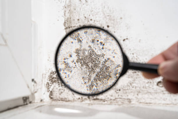 Why You Should Choose Our Mold Remediation Services in Kapolei, HI